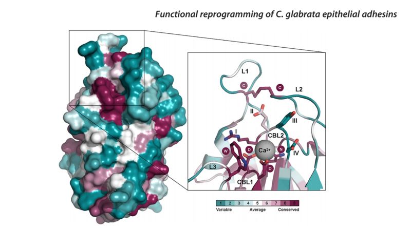 Image:Variabliityofepithelialadhesins.jpg
