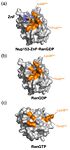Zinc Finger bound to RanGDP and Ran's Conformational Changes