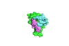 Erythrocyte Binding of Full Length and Individual RII Domains