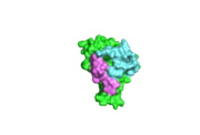 Erythrocyte Binding of Full Length and Individual RII Domains