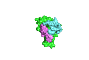 Erythrocyte Binding of Full Length and Individual RII Domains