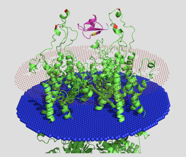 Vm24 (pink) 2k9o attacking Kv1.2 (green) 3lut. Red surface is extracellular membrane. Blue surface is intracellular membrane. His451 shown in red. Lys25 shown in yellow. Tyr35 shown in cyan.