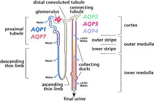 Water Orientation in AQP
