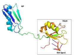 Figure 2: SRp20 with the solubility IgG tag and the RNA ligand are shown. The solubility tag is at the N' terminus, in front of the RRM. While in the actual protein, the RRM is at the N'terminus, in front of the RS domain. Image created using Pymol