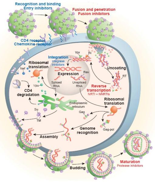 Image:Infection process.jpg