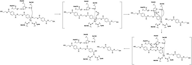 Image:Mechanism.jpeg