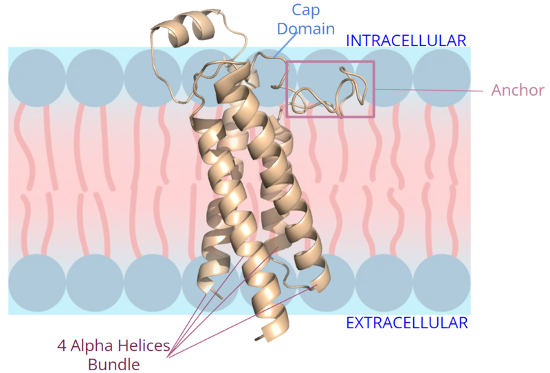 Image:New membrane pic bundle.png