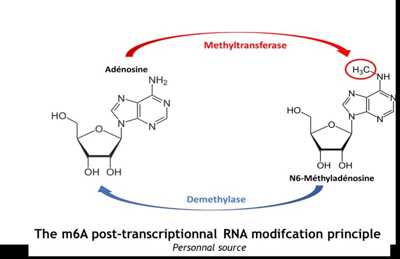 Image:Methylation.jpeg