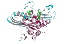 Conserved residues of 1YRS.pdb evaluated by ConSurf.  Red are most conserved, blue least conserved.