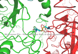 Figure 1: Disulfide bridge (yellow) made of two cysteine residues (blue) that provides a linkage and stability to the two alpha subunits. PDB 6SOF