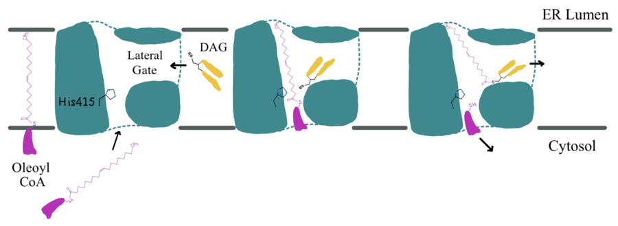 Figure 2: Active Site Mechanism Overview Modeled is the active site of DGAT (shown in teal) with its catalytic Histidine (His415), Oleoyl CoA (shown in pink), and a general diacylglycerol (DAG, shown in yellow). DAG enters the active site of DGAT through its lateral gate while the catalytic His415 flips from the cytosolic side to the lumenal side, in order for the channel opening located on the cytosolic side of DGAT to widen enough to accommodate the Oleoyl-CoA. The Oleoyl CoA then enters the active site through the channel opening located on the cytosolic side of DGAT. When the Oleoyl-CoA and DAG are within close proximity in the active site, the catalytic His415 catalyzes the reaction. The CoA head group leaves back through the channel located on the cytosolic side, while the product triacylglyceride leaves back through the lateral gate.