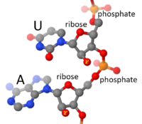 Fragment of an RNA strand, with nucleobases U and A, the sugar ribose and the phophate linkages labeled