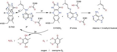 Mechanism of the reaction of the FAD cofactor on the substrate 