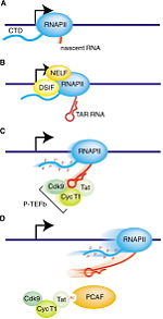 Transcriptional elongation by HIV-1 Tat.