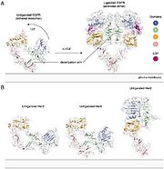Extracellular module structures for the EGFR family members A) The conformational change induced by ligand binding. The tethered conformation of EGFR (left, PDB ID 1NQL, EGF bound at low pH was removed for clarity) rearranges to the extended conformation of EGFR (right, PDB ID 3NJP) upon ligand binding. B) Unliganded Her3 (PDB ID 1M6B) and Her4 (PDB ID 2AHX) can adopt a tethered conformation similar to EGFR, while Her2 (PDB ID 1N8H) is in an extended conformation, even in the absence of ligand.