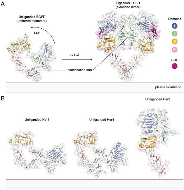 Extracellular module structures for the EGFR family members A) The conformational change induced by ligand binding. The tethered conformation of EGFR (left, PDB ID 1NQL, EGF bound at low pH was removed for clarity) rearranges to the extended conformation of EGFR (right, PDB ID 3NJP) upon ligand binding. B) Unliganded Her3 (PDB ID 1M6B) and Her4 (PDB ID 2AHX) can adopt a tethered conformation similar to EGFR, while Her2 (PDB ID 1N8H) is in an extended conformation, even in the absence of ligand.