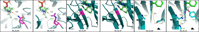Image:KeyMutations.png