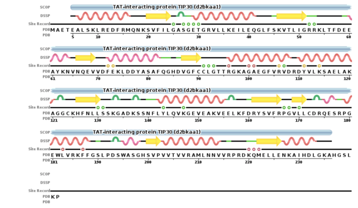 Image 1. The secondary structures found in TIP30 as seen on PDB[8]. Red/pink resemble alpha helices, yellow arrows represent beta sheets, and green represent loops.