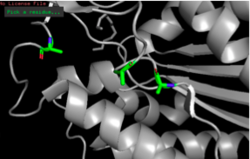 Figure 11: S164A, D193A, H196A mutagenesis.