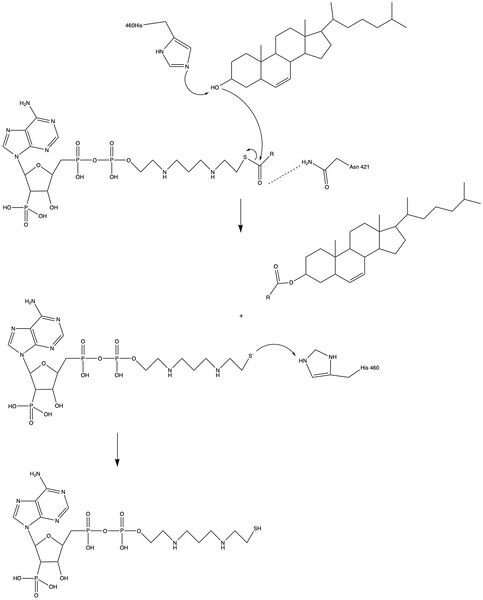 Image:Acatmechanism.jpeg