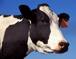 Cow