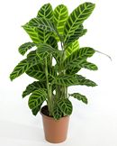 Macromoléculas en las plantas