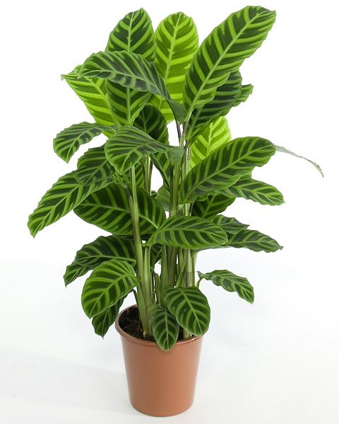 Image:Planta.jpg