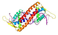 The two subunits of the RTP dimer complex.