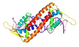 Symmetry of the RTP dimer.