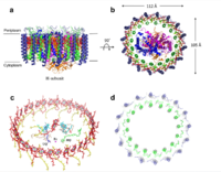 Symmetry and organization of subunits from looking down into the uniporter from the inner mitochondrial membrane