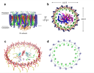 Figure 2: structure of mitochondrial calcium uniporter colored by functional domain designed in PyMol. The transmembrane domain is highlighted salmon, the matrix in light cyan, coiled coil in dark violet, and the N-Terminal Domain in slate blue. [1] 6DT0  Each domain has a different functional role