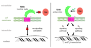 Figure 2: (Left) In the downright, inactive state, TSH cannot bind and no signaling activation occurs. (Right) In the upright, active state, binding of TSH leads to GPCR signaling activation and production of T3 and T4 hormones.