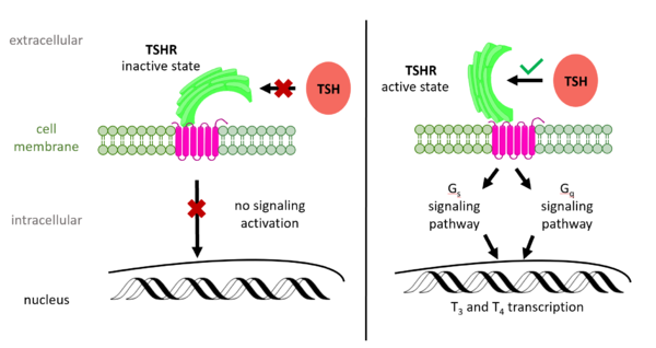 Figure 2: (Left) In the downright, inactive state, TSH cannot bind and no signaling activation occurs. (Right) In the upright, active state, binding of TSH leads to GPCR signaling activation and production of T3 and T4 hormones.