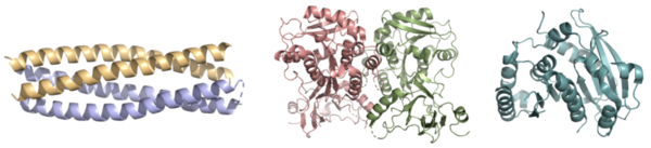 Figure 1. Pictured left-to-right: Structures of the ferric enterobactin esterases Syn-F4, Fes, and IroE, respectively.