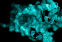 Figure 1. Second proposed binding site of hGPR40 with surface shown. Substrate would bind in the deep pocket shown between TM3, 4, and 5.