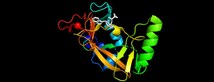 Figure 5. Secondary Structure of KMT2A SET Domain with the cofactor product S-Adenosylhomocysteine 