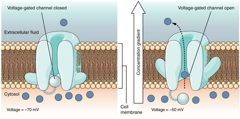 Image:PH-gated channel.jpg