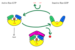 Figure 2: MRAS binding sites with SHOC2, PP1C, and RAF (PDB 7DSO)..