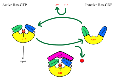 Figure 5: MRAS SWI and SWII open and closed conformations.