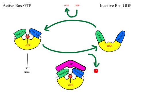 Figure 4: MRAS SWI and SWII open and closed conformations..
