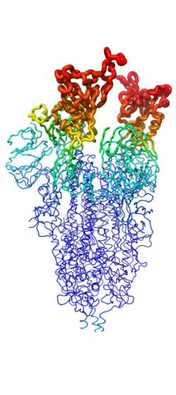 Figure 2. Spike protein shown in "B-Factor"; depicting mobility and flexibility of different portions. Depicted in red are the most mobile, whilst dark blue are the least mobile. The 2 red portions depict RBDs, which correspond to 1-up and 2-up conformational states.
