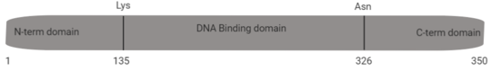 schema of primary structure of T-bet protein from Mus musculus