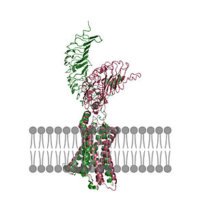 Figure 2: An overview of the Inactive (pink) vs Active (green) state of TSHR embedded in the plasma membrane. In the inactive state, the LRRD is pointed down. When TSH binds to the LRRD, confirmation changes in the Hinge Region and steric clashes between TSH and the Cell membrane cause TSHR to rotate into the active state. As shown, the LRRD rotates 55° into an upright position . PDB: 7t9m and 7t9i.