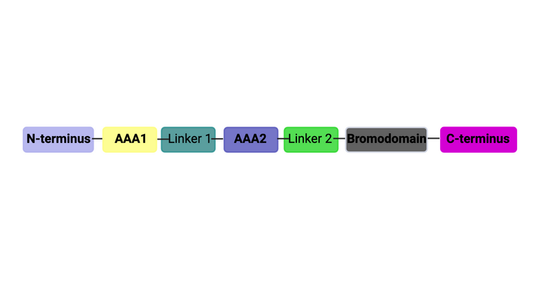 Image:ATAD2B Domain Organization BR.png