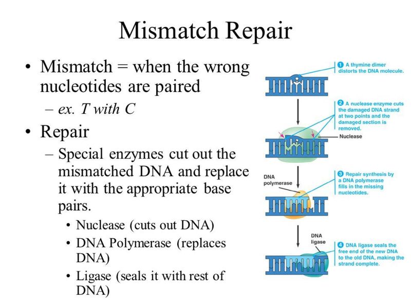 Image:DNA POLYMERASE.jpg