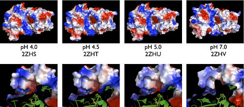 Electrostatic maps of BACE1 structures ranging from pH 4.0-7.0    Structures obtained from Shimizu et al. (2008) Mol. Cell Biol. 28 (11): 3663–3671.