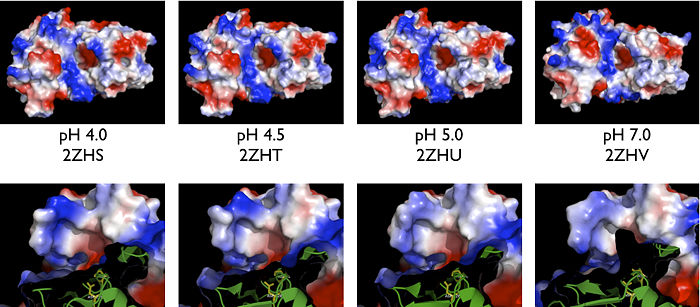 Electrostatic maps of BACE1 structures ranging from pH 4.0-7.0    Structures obtained from Shimizu et al. (2008) Mol. Cell Biol. 28 (11): 3663–3671.