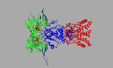 Figure 1: Hsp90 Domains Chimera PDB:5fwl Verba et al.
