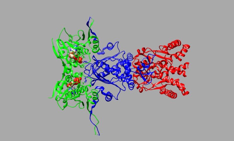 Image:Hsp90colored.jpg