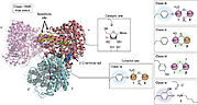 Figure 2: Class I RNRs differ mainly due to the presence of distinct cofactors in the R2 subunit (Ruskoki and Boal, 2021)